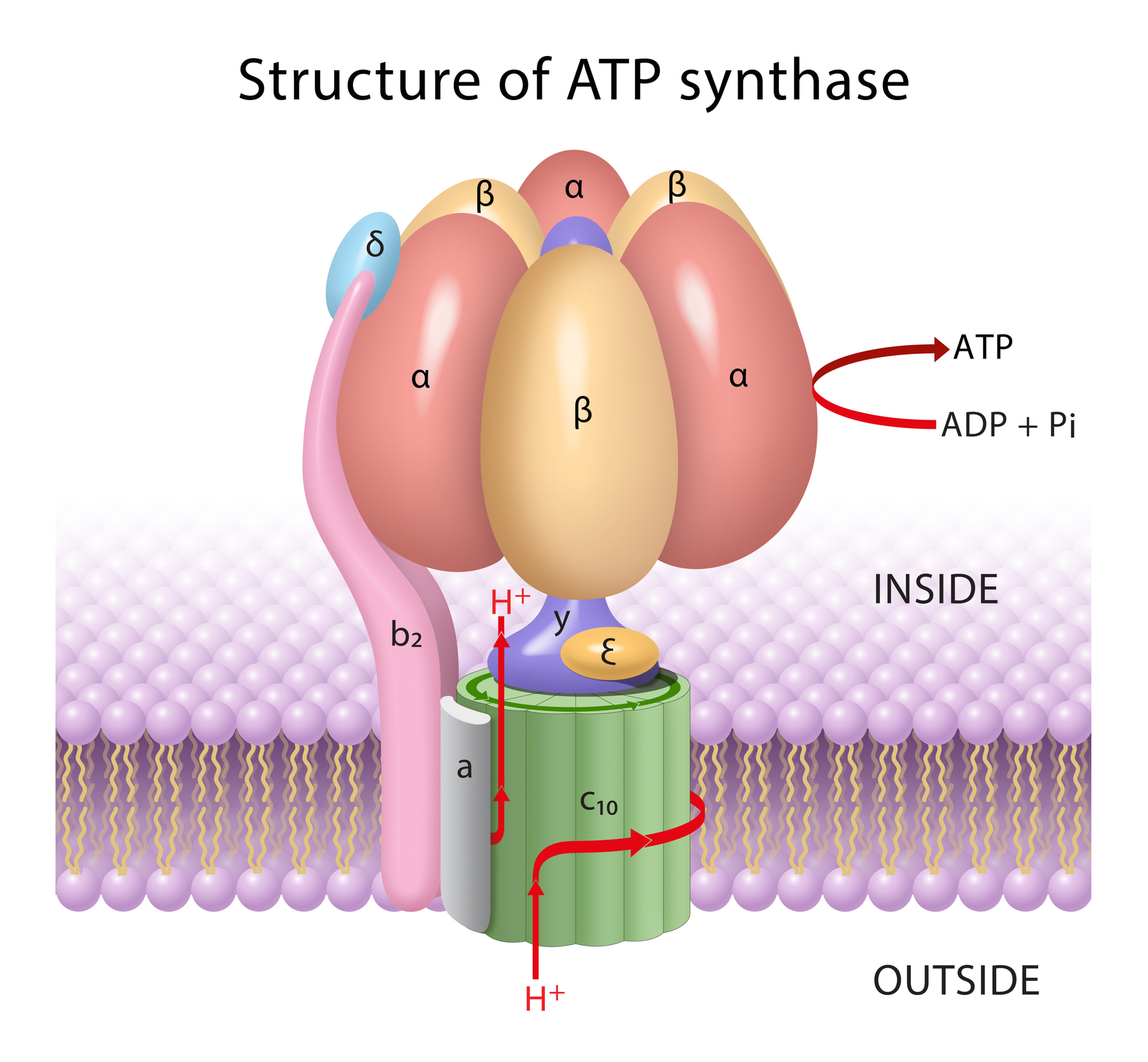 ATP Synthase